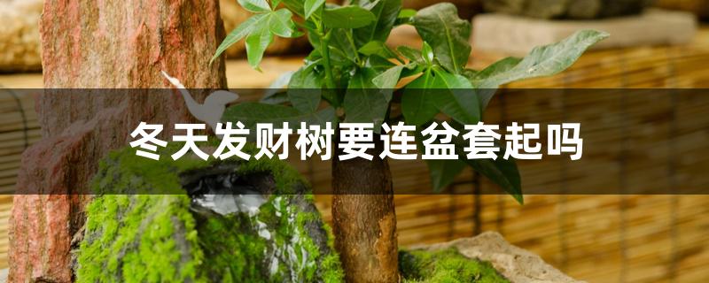 冬天发财树要连盆套起吗 冬天发财树要连盆套起吗
