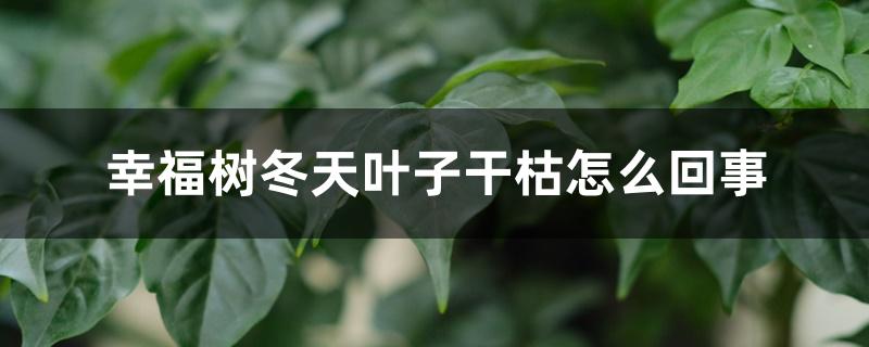幸福树冬天叶子干枯怎么回事 幸福树冬天叶子干枯怎么回事