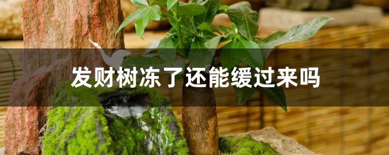 发财树冻了还能缓过来吗 发财树冻了还能缓过来吗