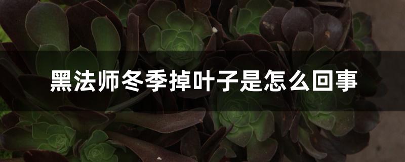 黑法师冬季掉叶子是怎么回事 黑法师冬季掉叶子是怎么回事