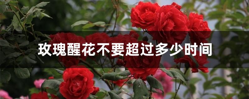 玫瑰醒花不要超过多少时间 玫瑰醒花不要超过多少时间