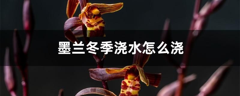 墨兰冬季浇水怎么浇 墨兰冬季浇水怎么浇