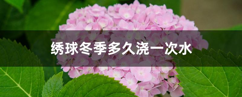 绣球冬季多久浇一次水 绣球冬季多久浇一次水