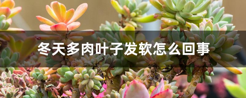冬天多肉叶子发软怎么回事 冬天多肉叶子发软怎么回事