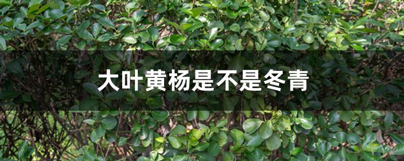 大叶黄杨是不是冬青 大叶黄杨是不是冬青