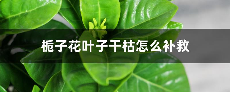 栀子花叶子干枯怎么补救