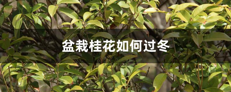 盆栽桂花如何过冬 盆栽桂花如何过冬