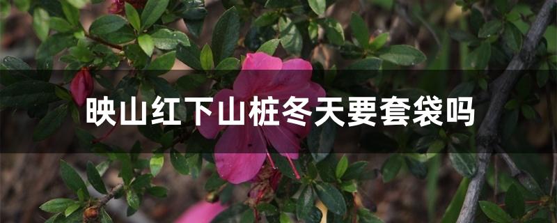 映山红下山桩冬天要套袋吗 映山红下山桩冬天要套袋吗