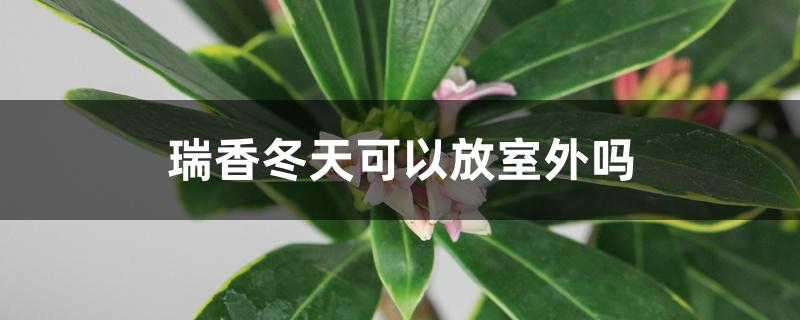 瑞香冬天可以放室外吗 瑞香冬天可以放室外吗