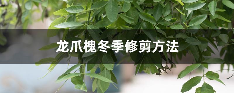龙爪槐冬季修剪方法 龙爪槐冬季修剪方法