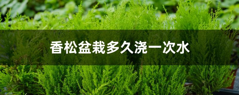 香松盆栽多久浇一次水 香松盆栽多久浇一次水