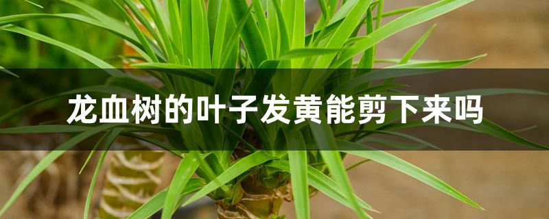 龙血树的叶子发黄能剪下来吗 龙血树的叶子发黄能剪下来吗