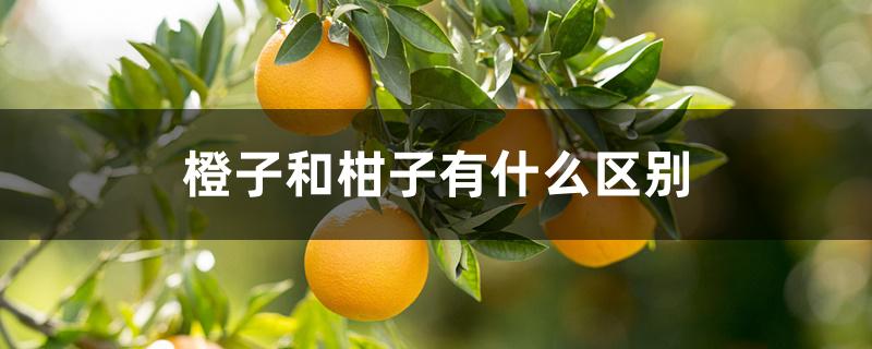 橙子和柑子有什么区别 橙子和柑子有什么区别