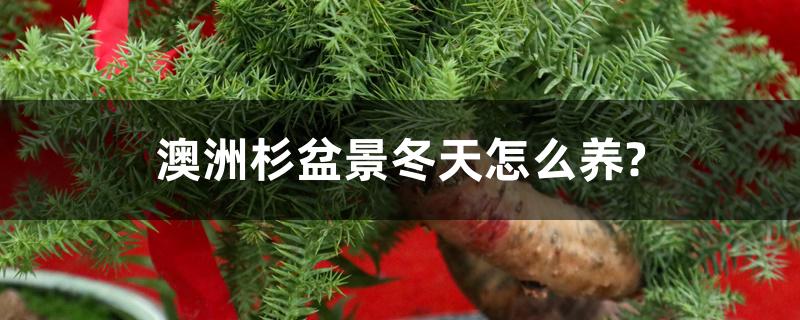 澳洲杉盆景冬天怎么养? 澳洲杉盆景冬天怎么养?