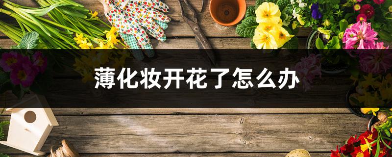 薄化妆开花了怎么办 薄化妆开花了怎么办