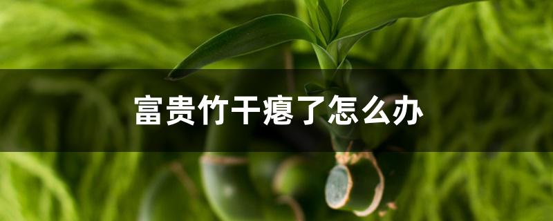 富贵竹干瘪了怎么办 富贵竹干瘪了怎么办