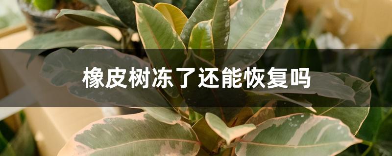 橡皮树冻了还能恢复吗 橡皮树冻了还能恢复吗
