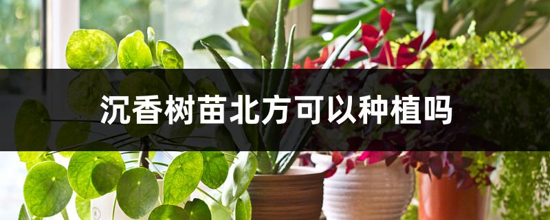 沉香树苗北方可以种植吗 沉香树苗北方可以种植吗