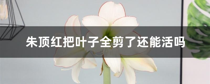 朱顶红把叶子全剪了还能活吗 朱顶红把叶子全剪了还能活吗