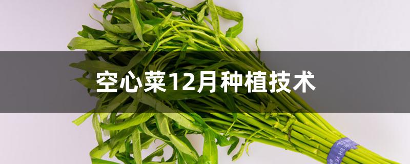 空心菜12月种植技术 空心菜12月种植技术