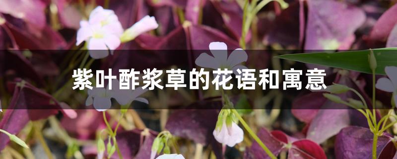 紫叶酢浆草的花语和寓意 紫叶酢浆草的花语和寓意