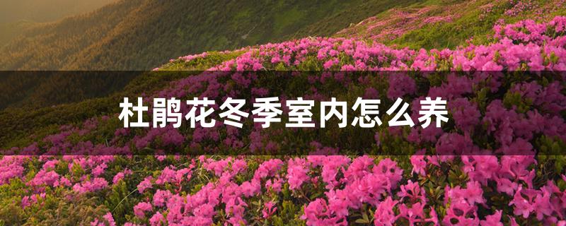 杜鹃花冬季室内怎么养 杜鹃花冬季室内怎么养