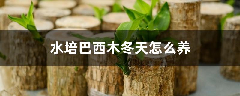 水培巴西木冬天怎么养 水培巴西木冬天怎么养