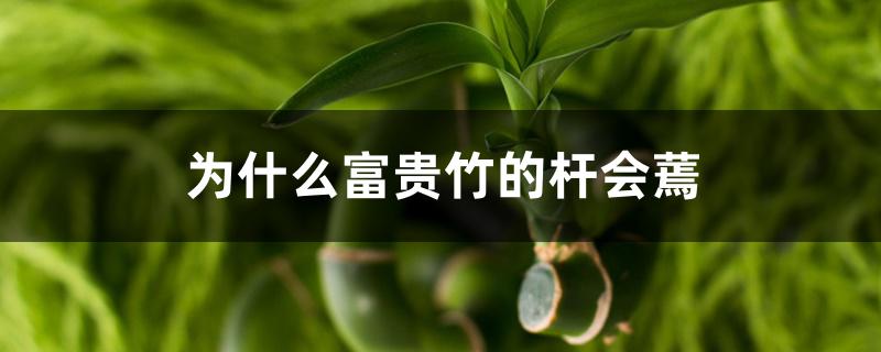 为什么富贵竹的杆会蔫 为什么富贵竹的杆会蔫