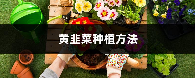 黄韭菜种植方法 黄韭菜种植方法