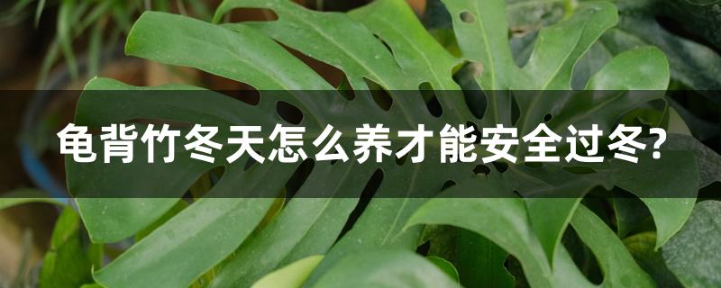 龟背竹冬天怎么养才能安全过冬? 龟背竹冬天怎么养才能安全过冬?