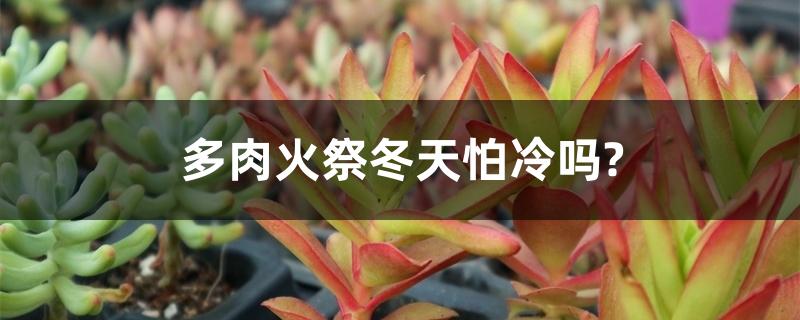 多肉火祭冬天怕冷吗? 多肉火祭冬天怕冷吗?