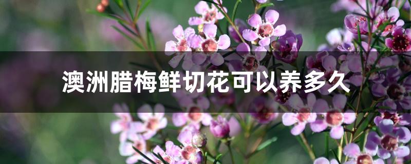 澳洲腊梅鲜切花可以养多久 澳洲腊梅鲜切花可以养多久