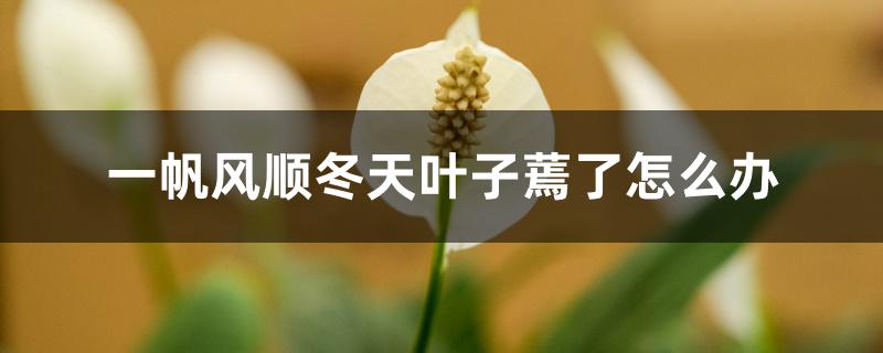 一帆风顺冬天叶子蔫了怎么办