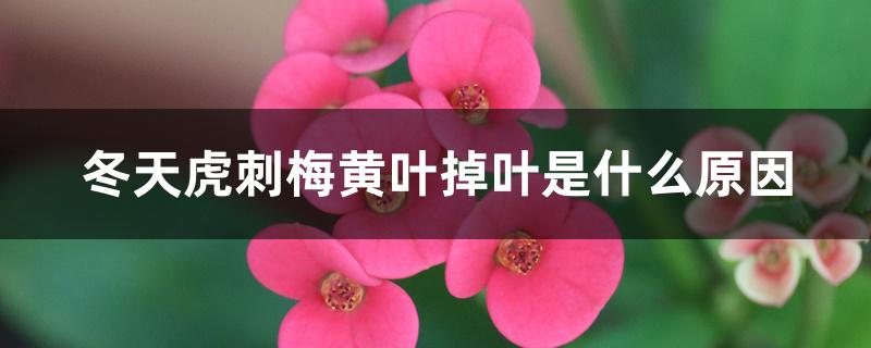 冬天虎刺梅黄叶掉叶是什么原因 冬天虎刺梅黄叶掉叶是什么原因