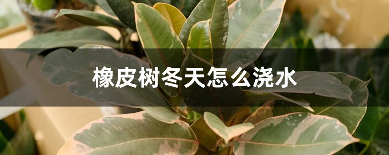 橡皮树冬天怎么浇水 橡皮树冬天怎么浇水