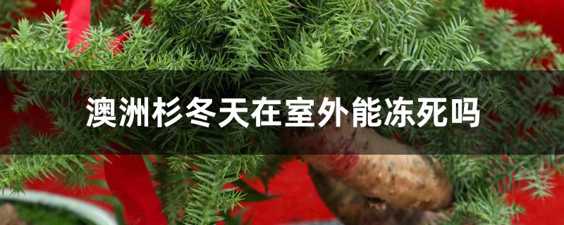 澳洲杉冬天在室外能冻死吗 澳洲杉冬天在室外能冻死吗