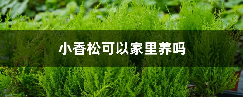 小香松可以家里养吗 小香松可以家里养吗