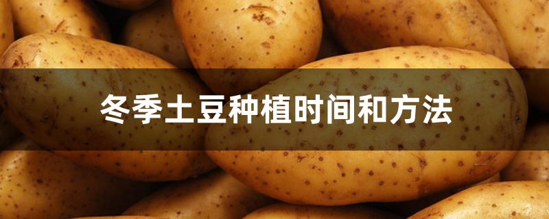 冬季土豆种植时间和方法 冬季土豆种植时间和方法