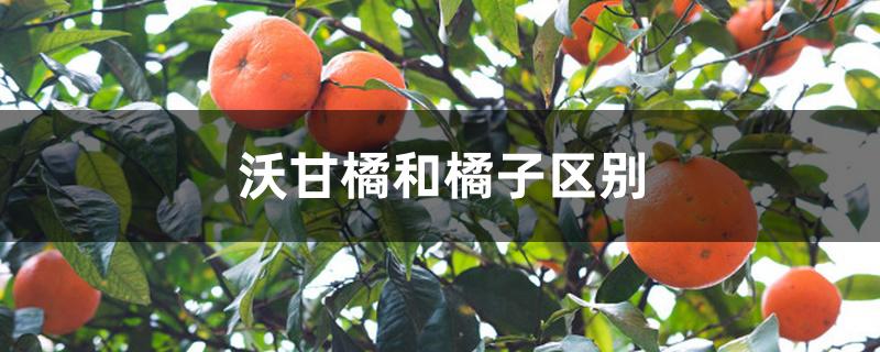 沃甘橘和橘子区别 沃甘橘和橘子区别