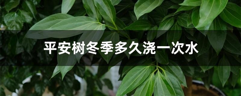 平安树冬季多久浇一次水 平安树冬季多久浇一次水