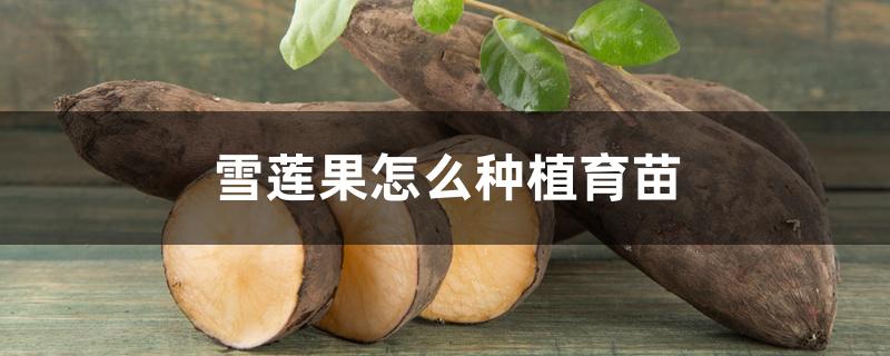 雪莲果怎么种植育苗 雪莲果怎么种植育苗