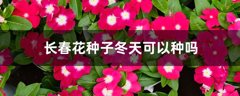 长春花种子冬天可以种吗 长春花种子冬天可以种吗
