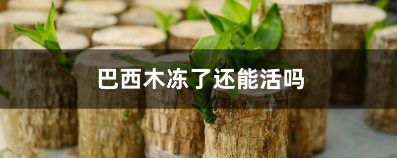 巴西木冻了还能活吗