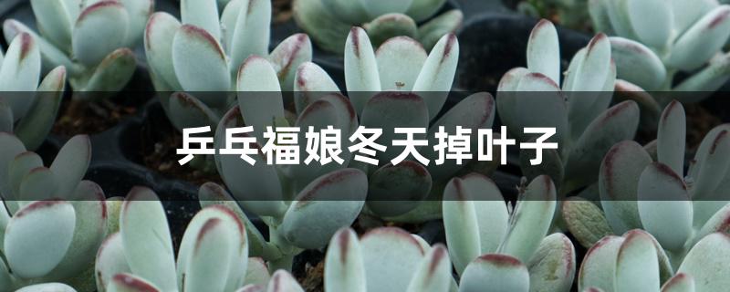 乒乓福娘冬天掉叶子 乒乓福娘冬天掉叶子