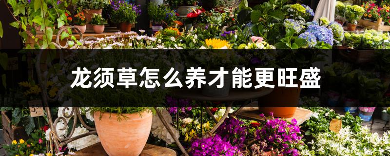 龙须草怎么养才能更旺盛 龙须草怎么养才能更旺盛