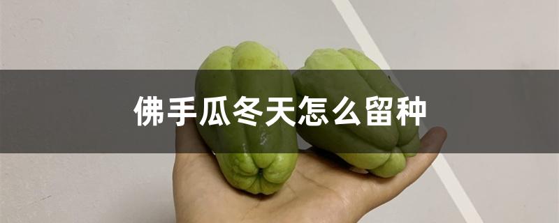 佛手瓜冬天怎么留种 佛手瓜冬天怎么留种