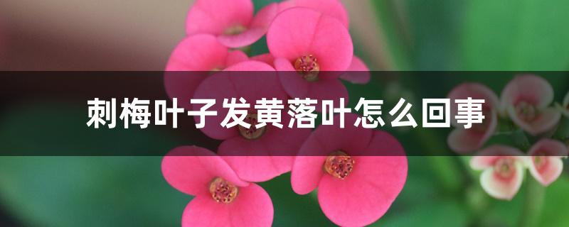 刺梅叶子发黄落叶怎么回事 刺梅叶子发黄落叶怎么回事