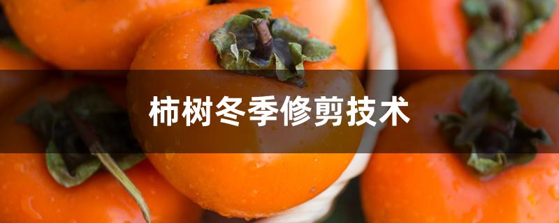 柿树冬季修剪技术 柿树冬季修剪技术