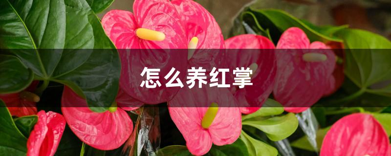 怎么养红掌 怎么养红掌