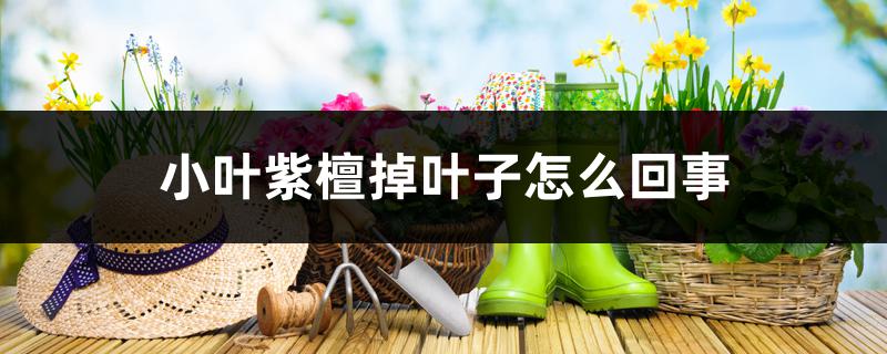 小叶紫檀掉叶子怎么回事 小叶紫檀掉叶子怎么回事